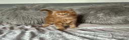 Maine Coon cats for sale: GCCF Registered Maine Coon Kittens - Advert 7