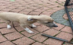 Italian Greyhound dogs for sale: Beautiful Italian greyhounds  - Image 24