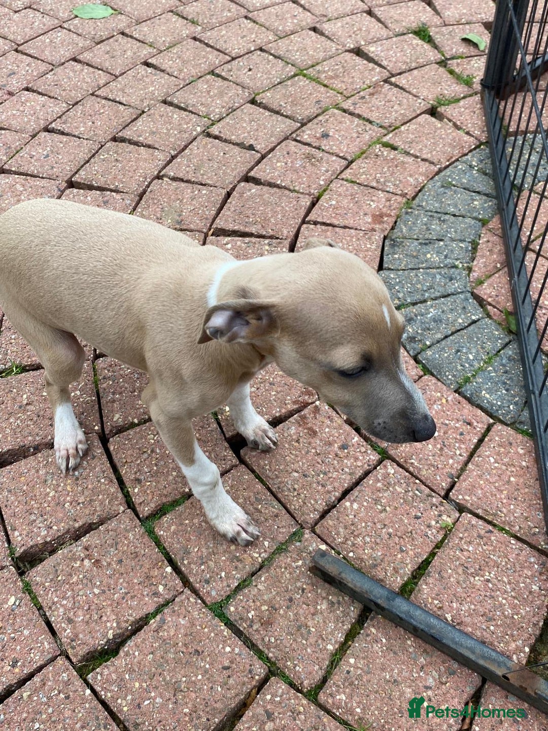 Italian Greyhound dogs for sale: Beautiful Italian greyhounds  - Image 24