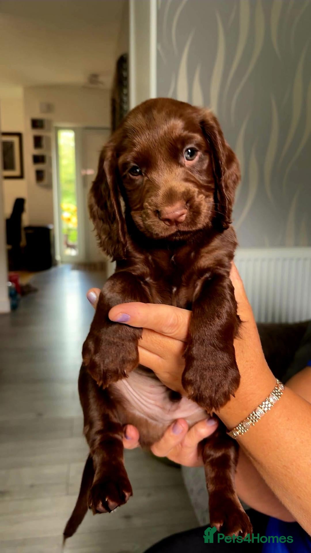 Cocker Spaniel dogs 8 october ready for their homes KC Reg 3 boys avai - Advert 4