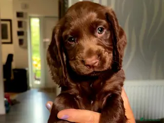 Cocker Spaniel dogs 8 october ready for their homes KC Reg 3 boys avai - Advert 4