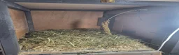 Quail poultry for sale: Quails and full set up - Advert 15