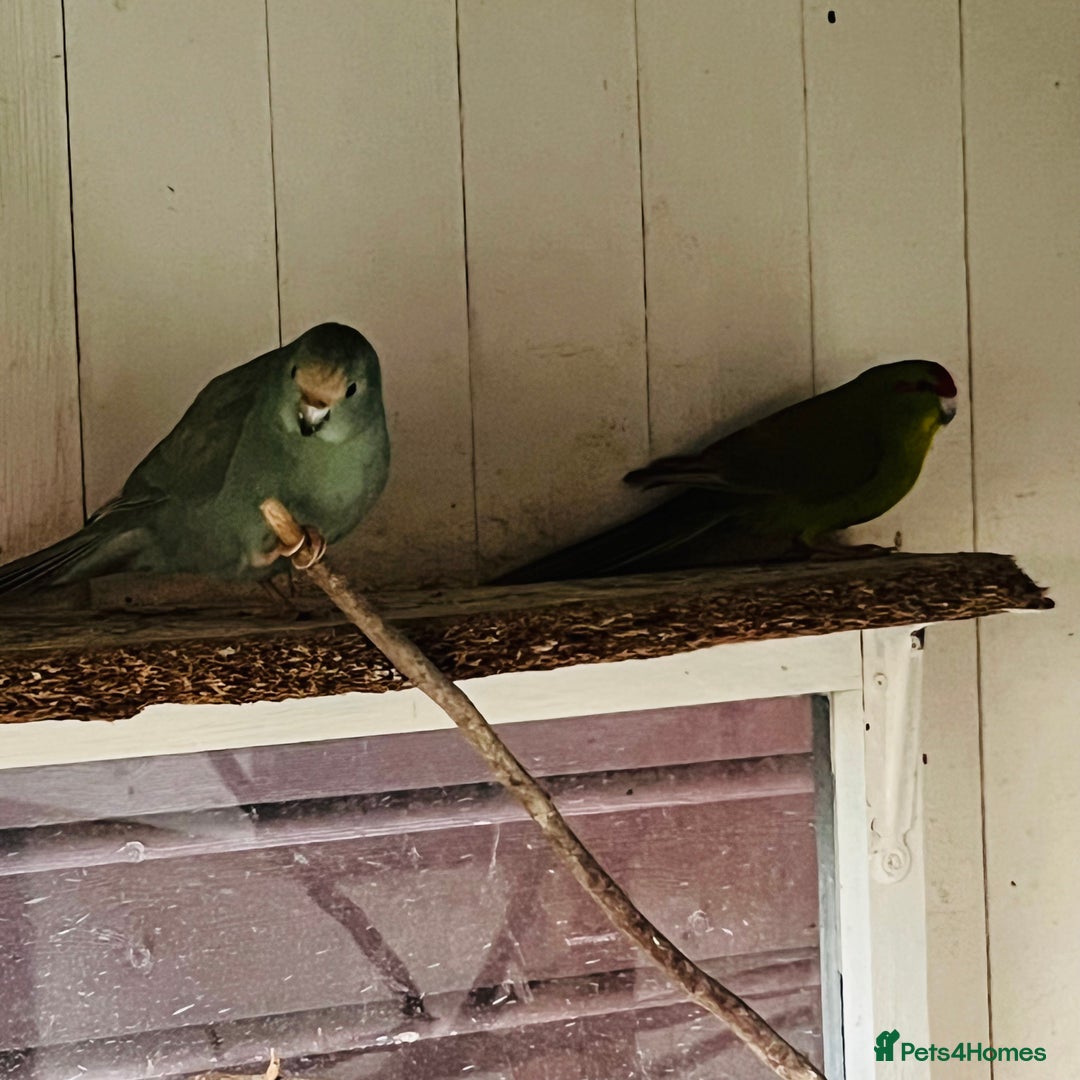Parakeets birds for sale: Kakkarikka (parakeet) pair £120 - Advert 5