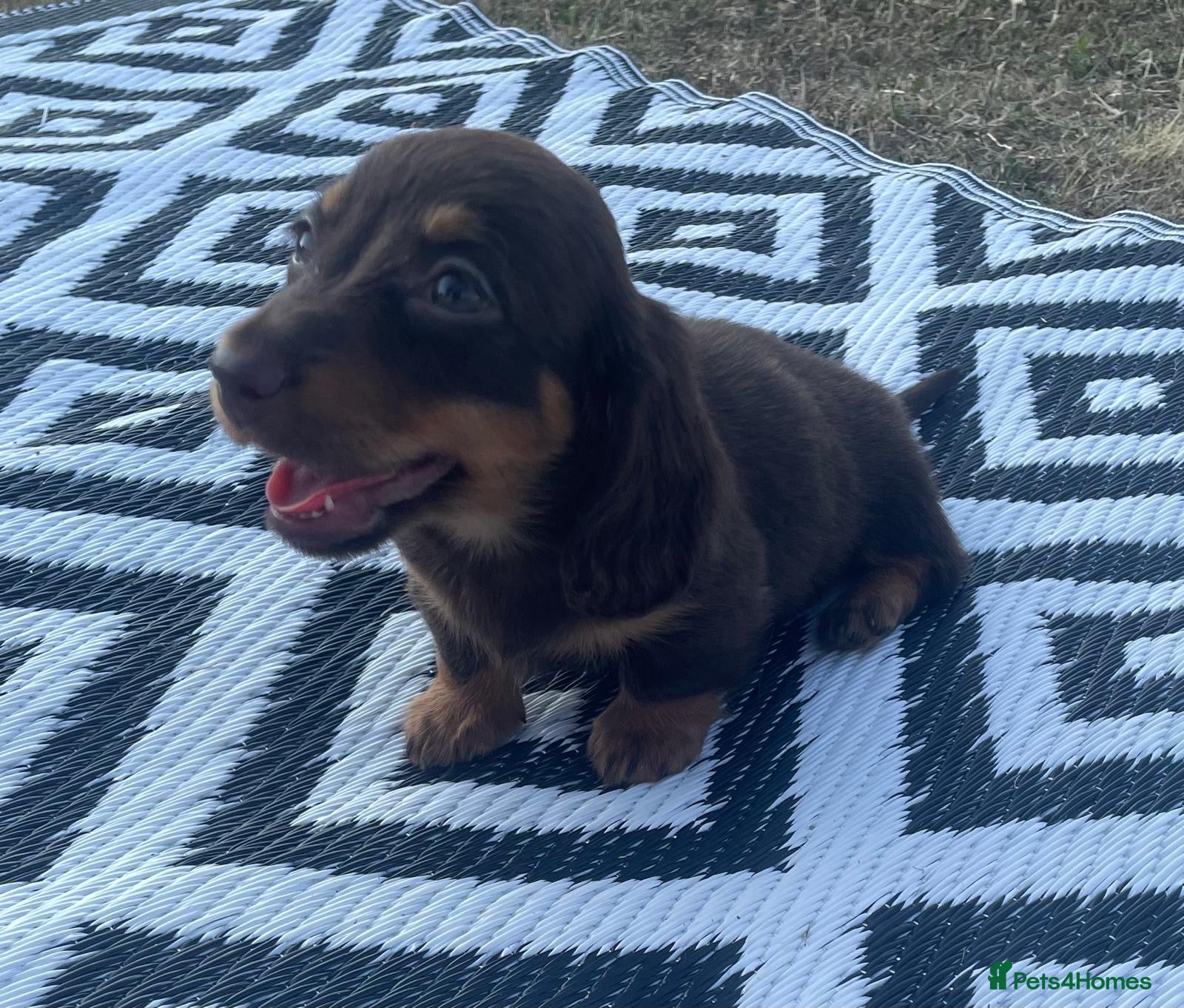 Miniature Dachshund dogs Miniature longhaired dachshund  - Advert 2