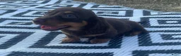 Miniature Dachshund dogs for sale: Miniature longhaired dachshund  in Rochester - Advert 2