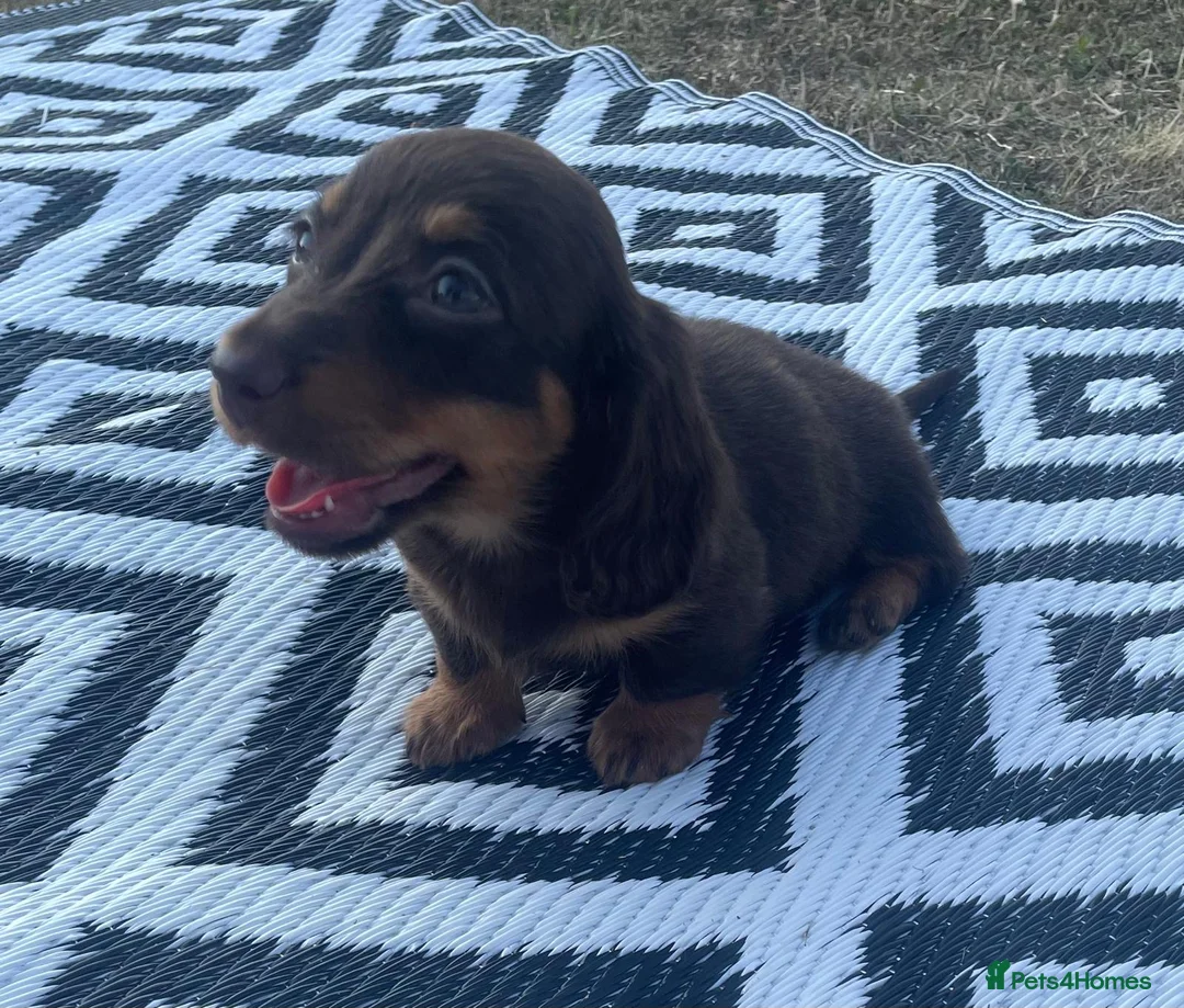 Miniature Dachshund dogs for sale: Miniature longhaired dachshund  in Rochester - Advert 2