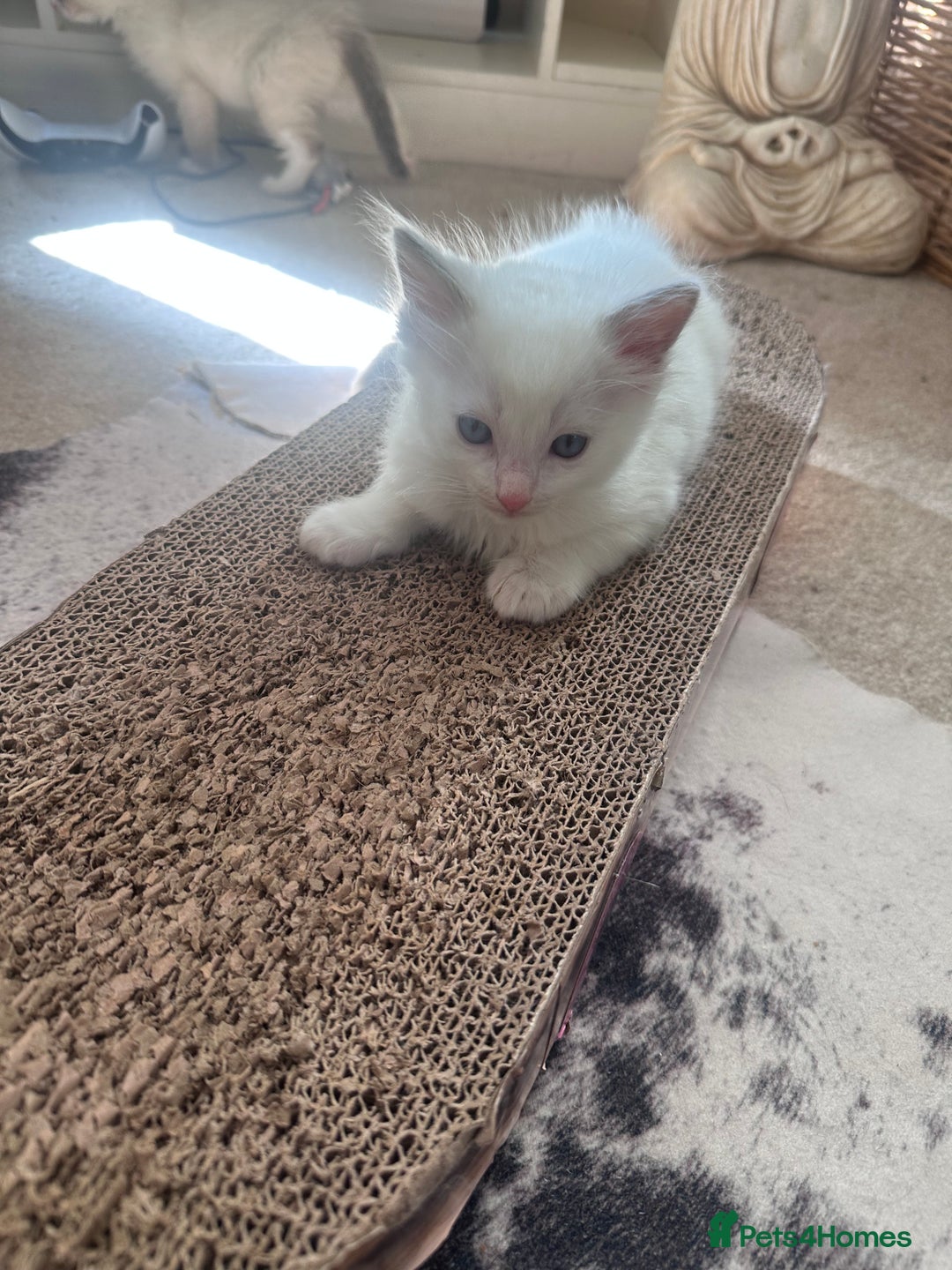 Ragdoll cats for sale: Beautiful Boy Dolls. 🐱 - Image 10