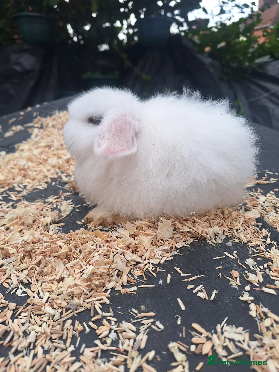 Mini Lop rabbits for sale: Pure bred mini lop.babie rabbits  - Advert 4