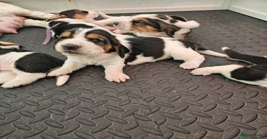 Basset Hound dogs - Advert 6