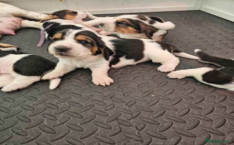 Basset Hound dogs - Advert 1