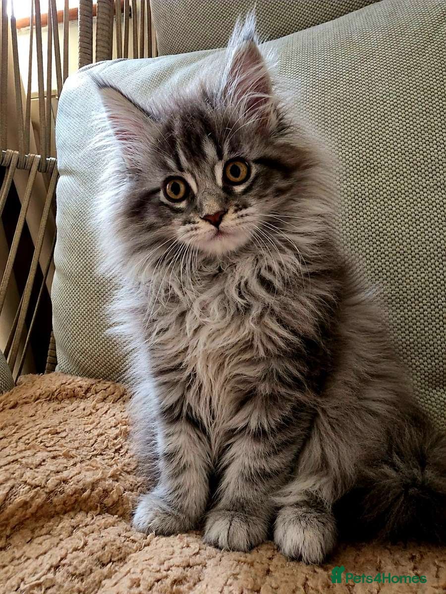 Maine Coon cats  🏅Ready to leave Russian maine coon last female🏅 - Advert 9