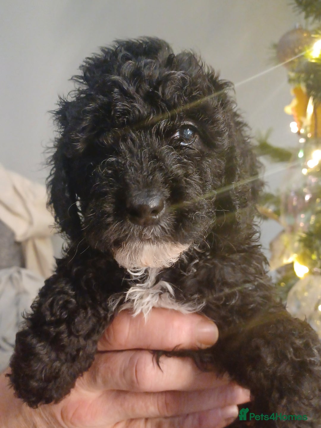Cavapoo dogs for sale: 🐶  Cavapoo/ miniature poodle 🐶  - Advert 25