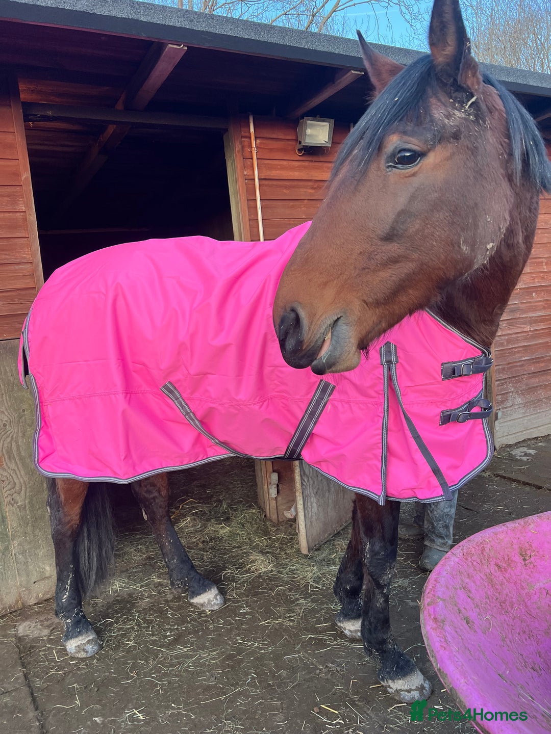 American Standardbred horses for sale: Bonnie ❤️🐴 - Image 4