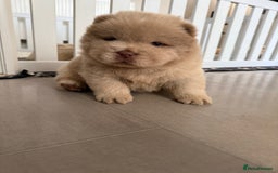 Chow Chow dogs for sale: 🔥 UK best Lilac platinum 🧸 chow chows KC  - Image 20