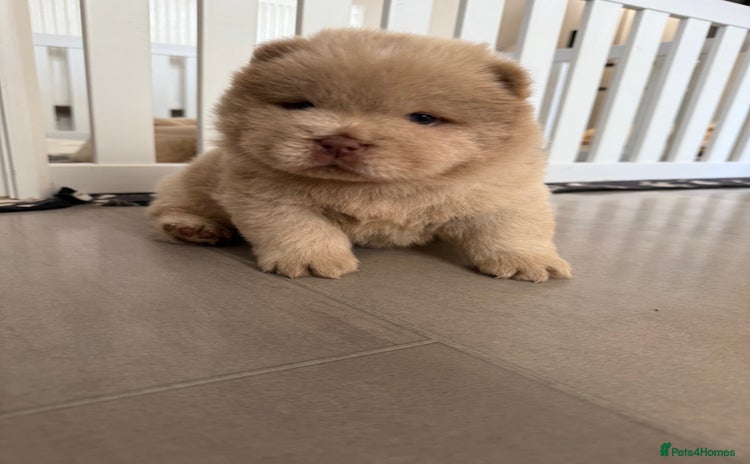 Chow Chow dogs - Advert 6