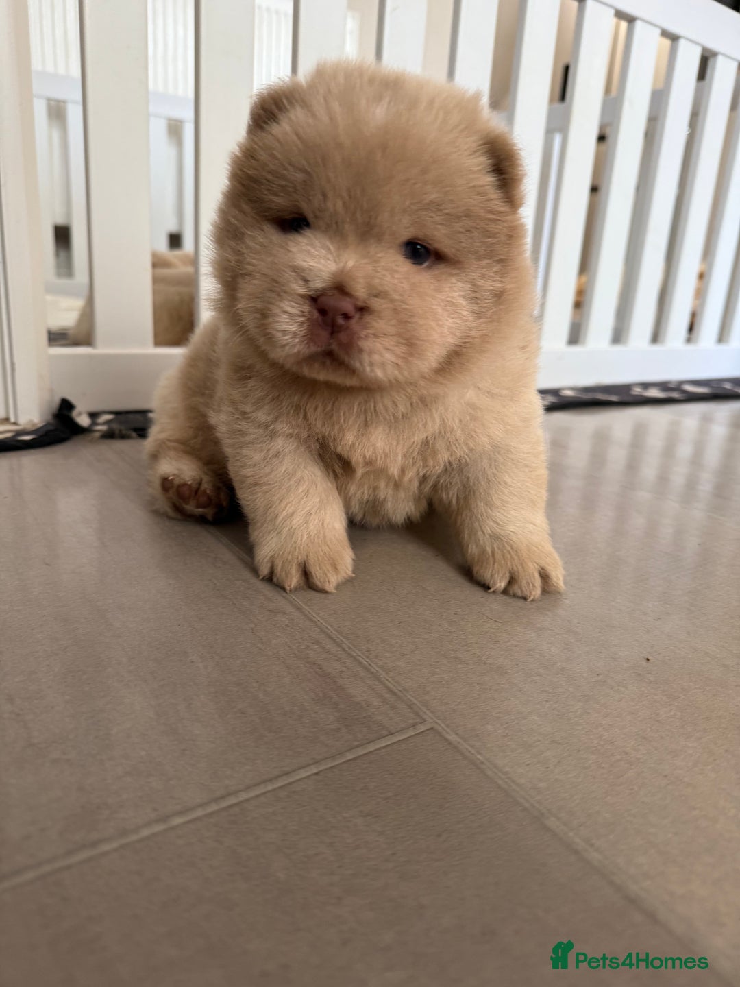 Chow Chow dogs for sale: 🔥 UK best Lilac platinum 🧸 chow chows KC  - Image 20