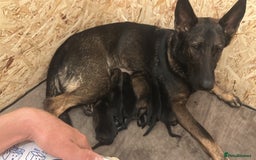 German Shepherd dogs for sale: 7 stunning kc reg working German shepherd pups - Image 6