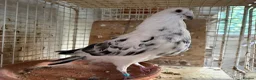 Pigeons birds for sale: Pouters & Croppers pigeons  - Advert 1