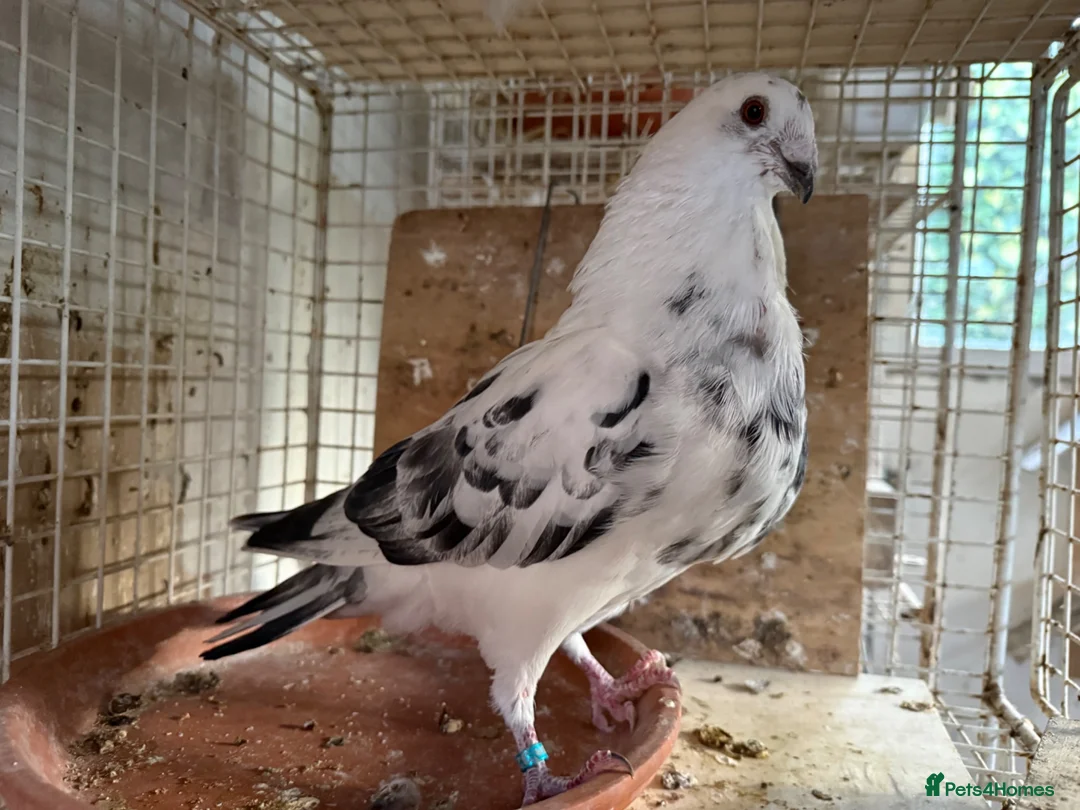 Pigeons birds for sale: Pouters & Croppers pigeons  - Advert 1