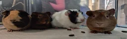 Guinea Pig rodents for sale: 4 female guinea pigs bonded - indoor - Advert 1