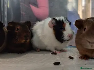 Guinea Pig rodents 4 female guinea pigs bonded - indoor - Advert 1