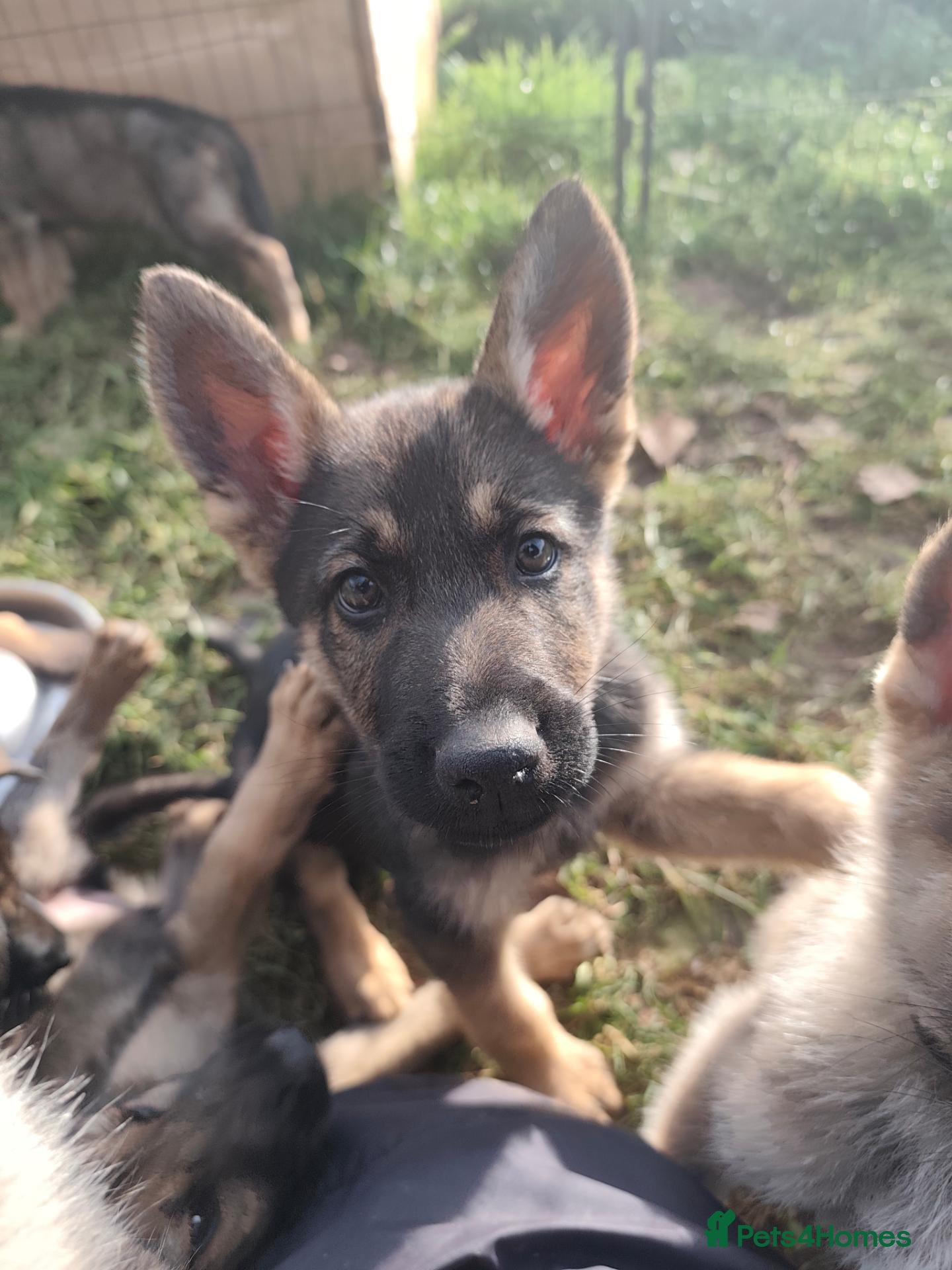 Mixed Breed dogs for sale: READY! GSD x Husky/Northern Inuit Pups 5 MALE LEFT - Advert 13