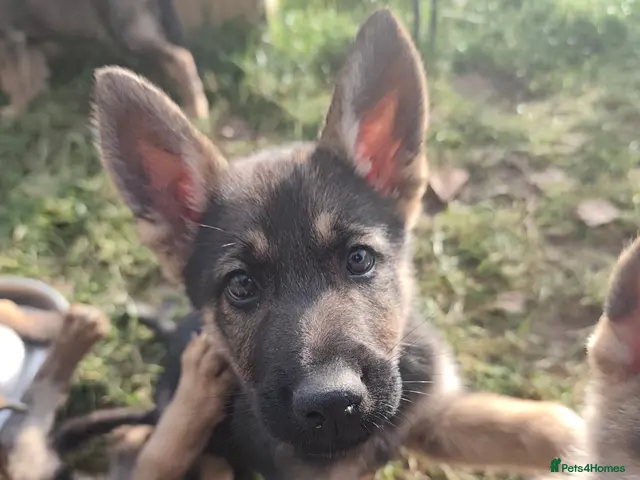 Mixed Breed dogs for sale: READY! GSD x Husky/Northern Inuit Pups 5 MALE LEFT - Advert 13