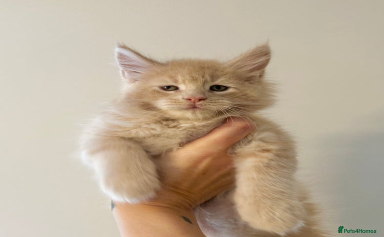 Maine Coon cats - Advert 2