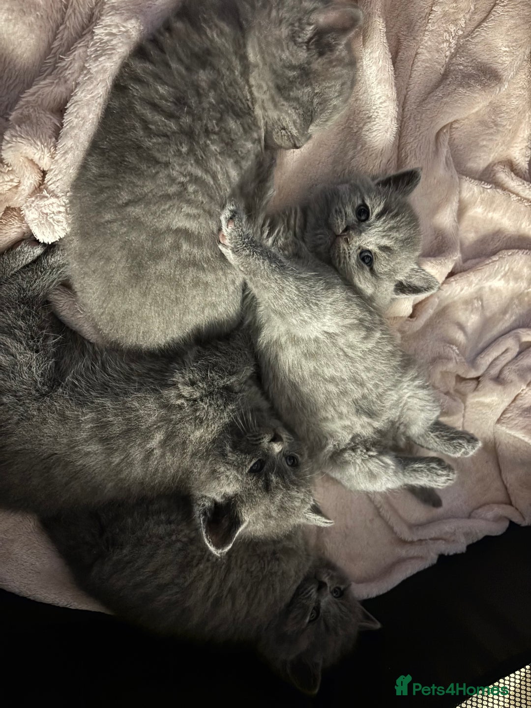 British Shorthair cats for sale: 4 British shorthairs kitten looking new home🐱🐱🐱 - Advert 7