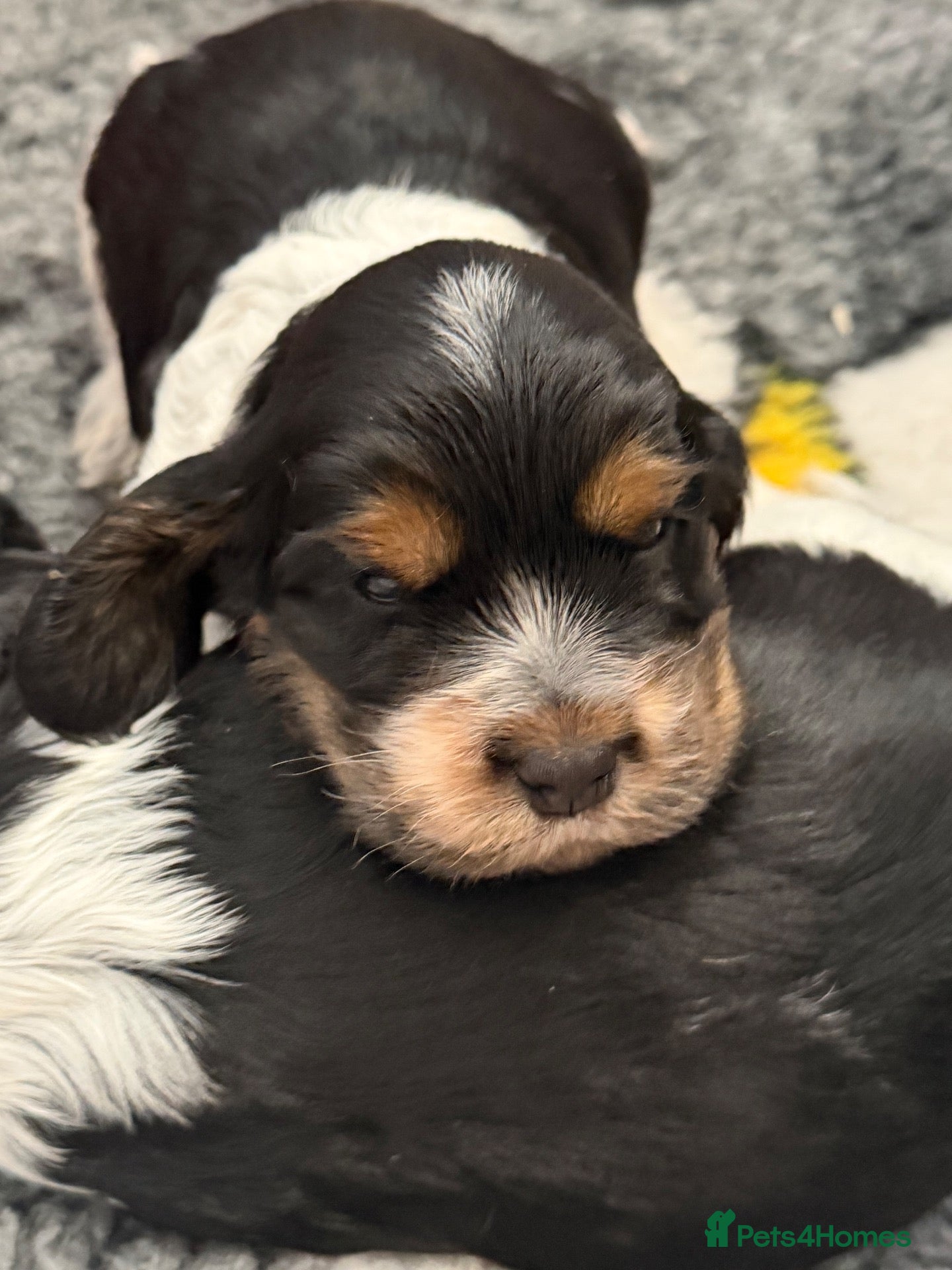 Cocker Spaniel dogs Stunning show type Cocker spaniel puppies  - Advert 2