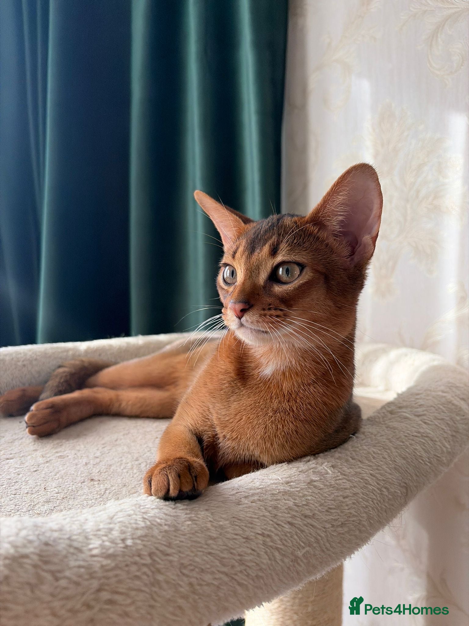 Abyssinian cats Rudy girl 3 months  - Advert 5