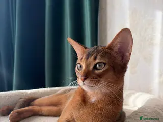 Abyssinian cats Rudy girl 3 months - Advert 5