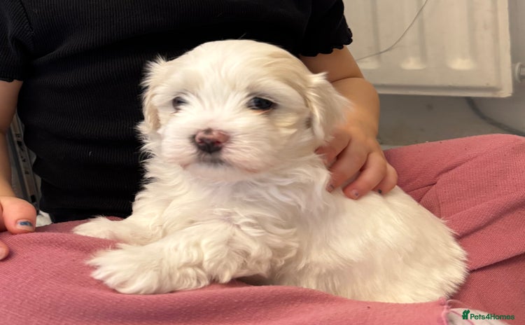 Mixed Breed dogs - Advert 3