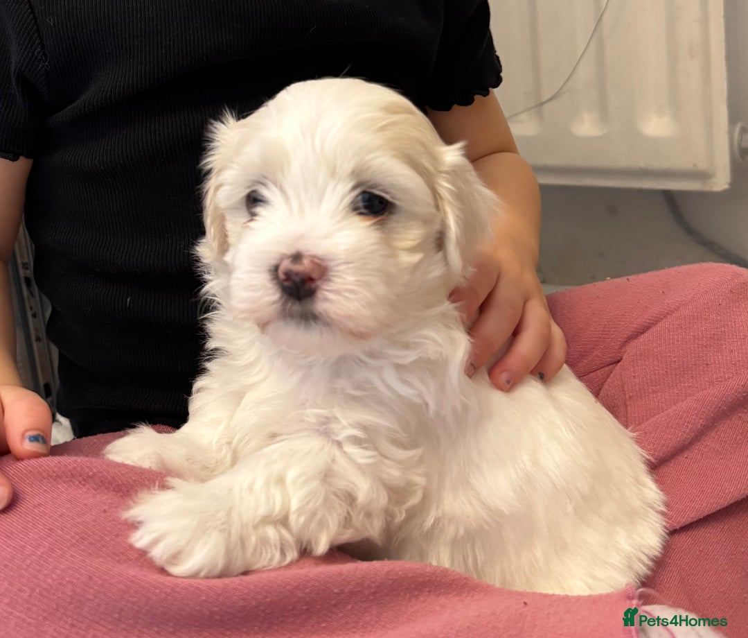 Mixed Breed dogs for sale: Maltese Cross Puppies for Sale  - Image 1