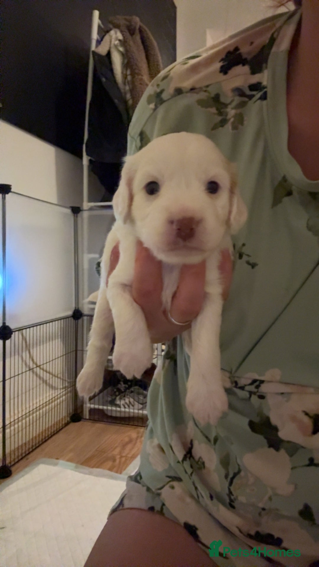 Cockapoo dogs for sale: !!!!LAST TWO MALES LEFT!!!!!  - Image 16