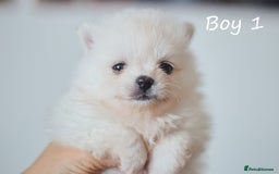Pomeranian dogs for sale: KC Pomeranian puppies (Korean lines) - Image 13