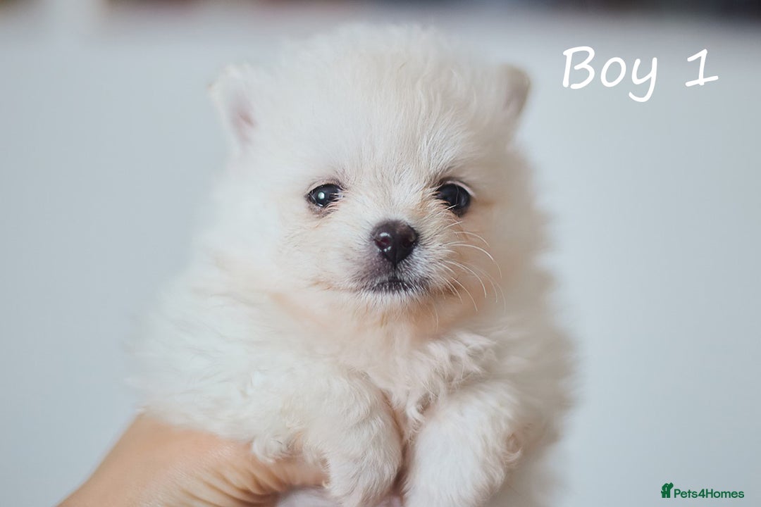 Pomeranian dogs for sale: KC Pomeranian puppies (Korean lines) - Image 13