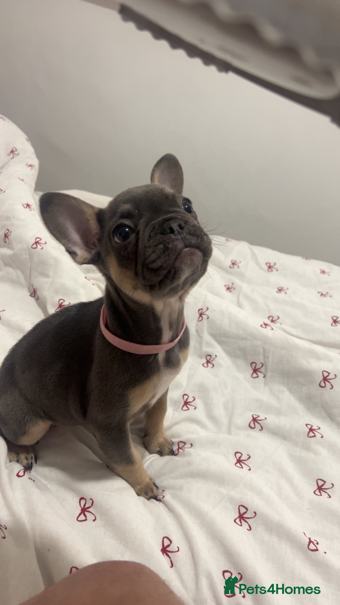 French Bulldog dogs Lilac female frenchie  - Advert 1