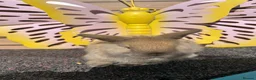 Lionhead rabbits for sale: Pure breed Lionhead  - Advert 5