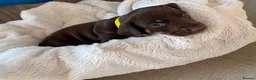 Miniature Dachshund dogs for sale: Chocolate and tan miniature dachshund puppies in Bristol - Advert 12