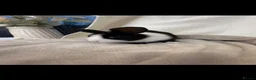 Mini Lion Lop rabbits for sale: Beautiful mini lion lop baby bunny rabbits  - Advert 5