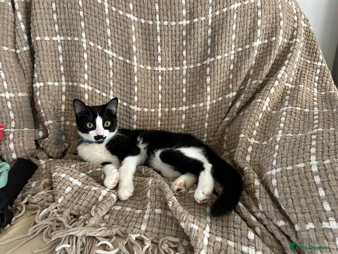 Mixed Breed cats for sale: Loving cat needing new home - Image 3