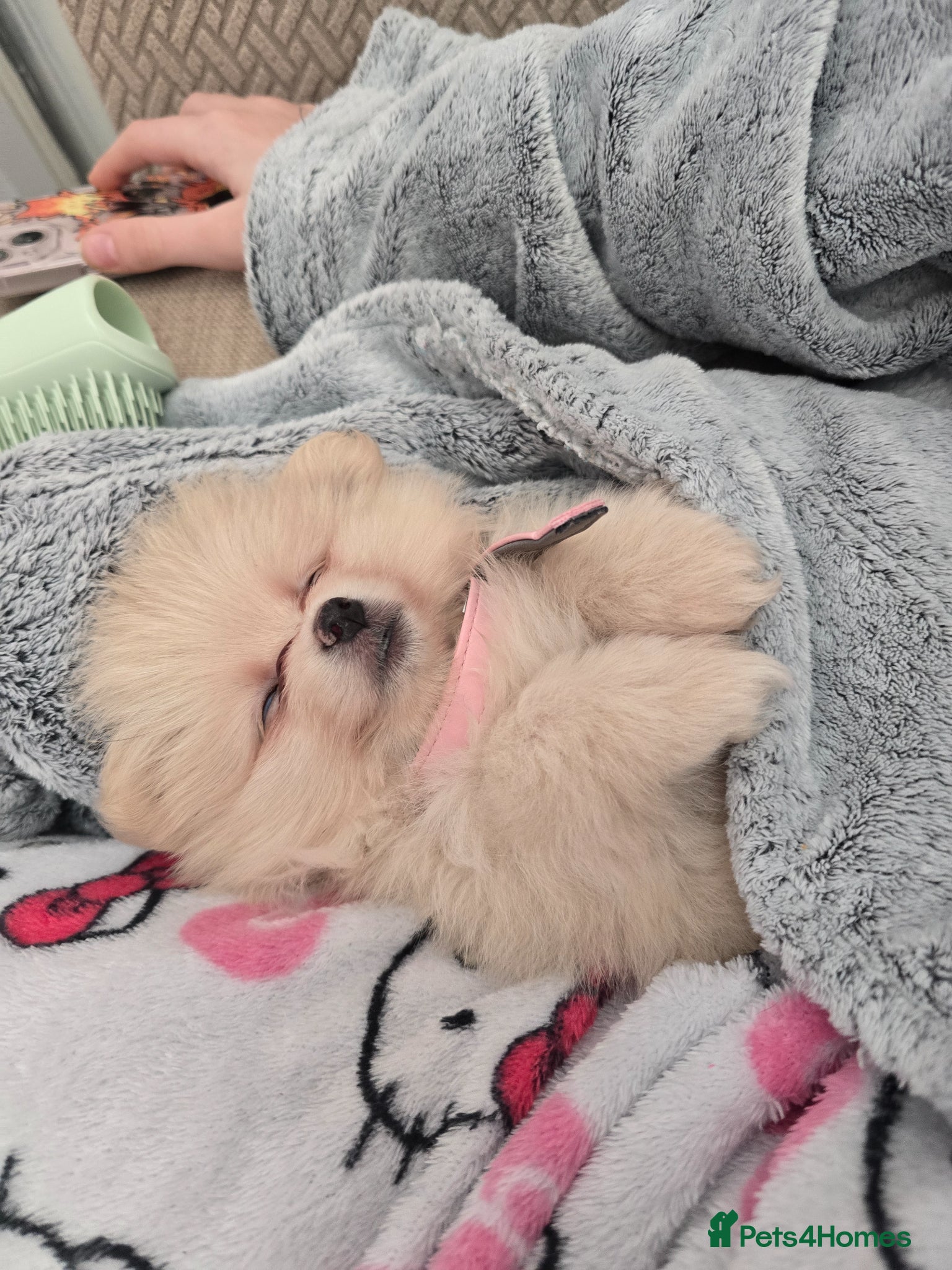 Pomeranian dogs Last little girl looking for forever home. - Advert 2