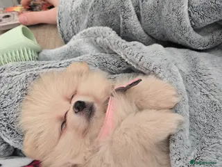 Pomeranian dogs Last little girl looking for forever home. - Advert 11