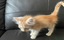 Maine Coon cats for sale: Maine Coon Cross Kittens  - Image 19