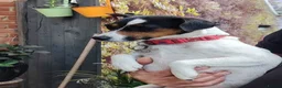 Jack Russell dogs for sale: Jack Russell Puppies  - Advert 2
