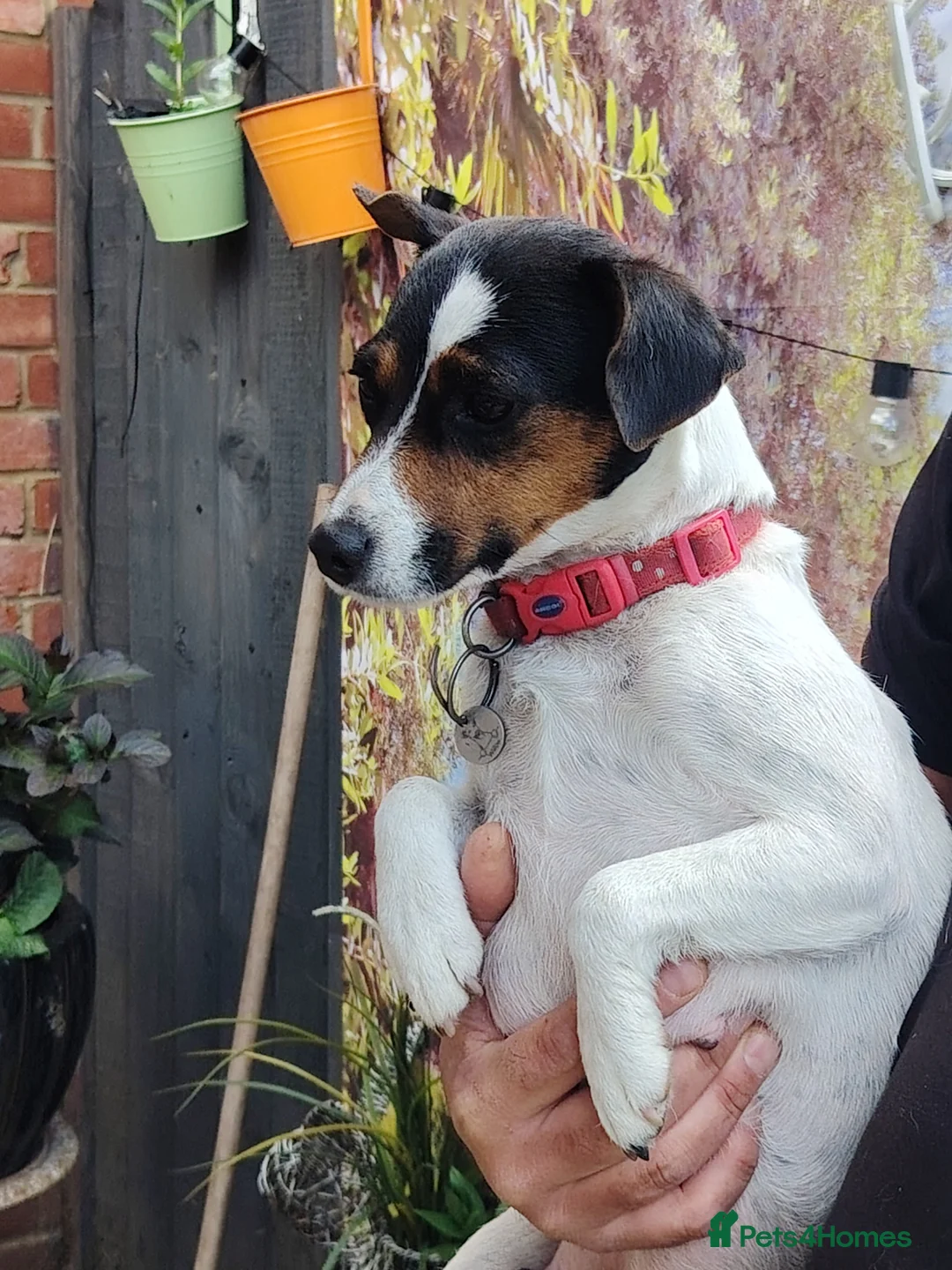 Jack Russell dogs for sale: Jack Russell Puppies  - Advert 2