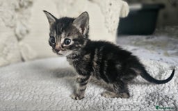 Persian cats for sale: PersianXTortoiseshell Crossbreed Kittens - Image 12