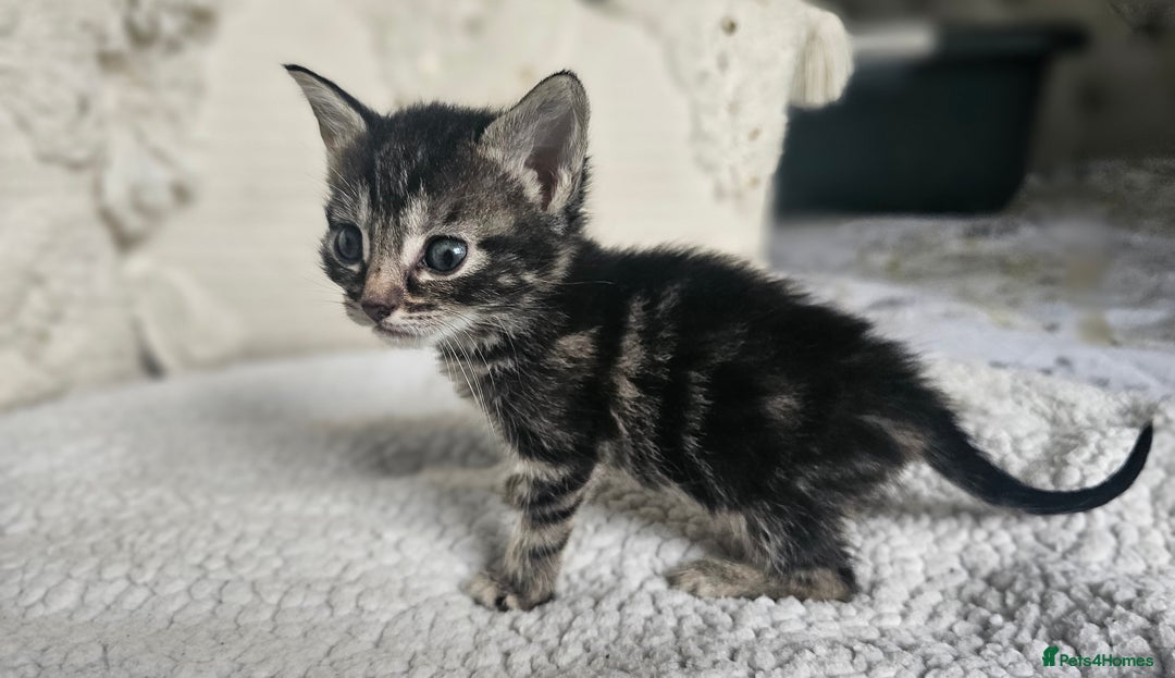 Persian cats for sale: PersianXTortoiseshell Crossbreed Kittens - Image 12