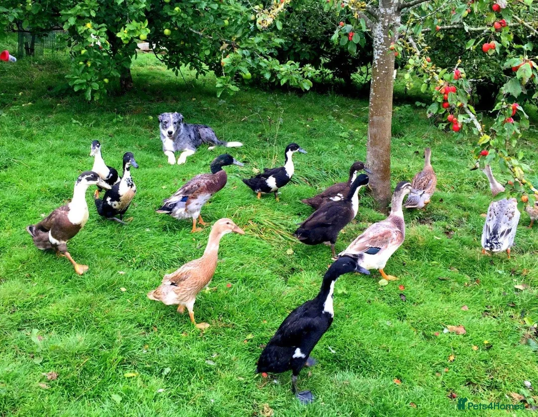Ducks poultry for sale: Purebred Indian Runner Duck Fertile Hatching Eggs - Advert 1